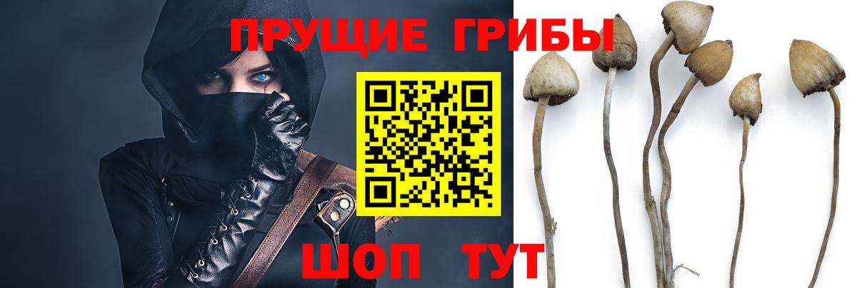 Галлюциногенные грибы Cubensis Урус-Мартан